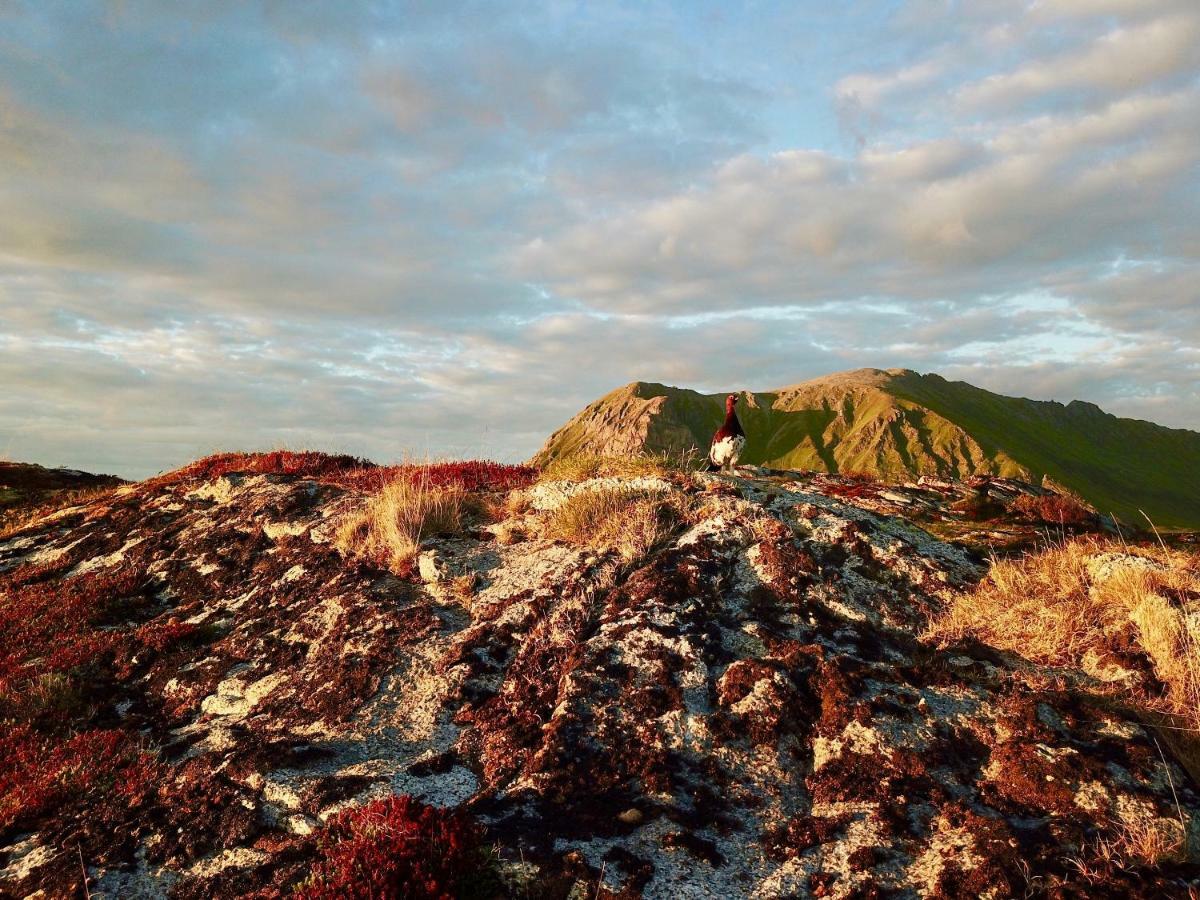 Lofoten Ocean View - Sandoy Gard Sand  Exterior foto